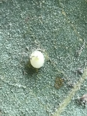 Neuroterus saltatorius