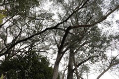 Eucalyptus campanulata