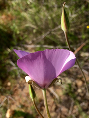 Calochortus splendens