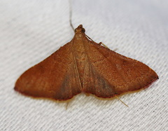 Endotricha dispergens