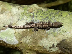 Sphaerodactylus lineolatus image