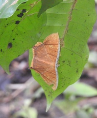 Thinopteryx crocoptera