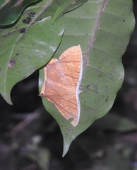 Thinopteryx crocoptera
