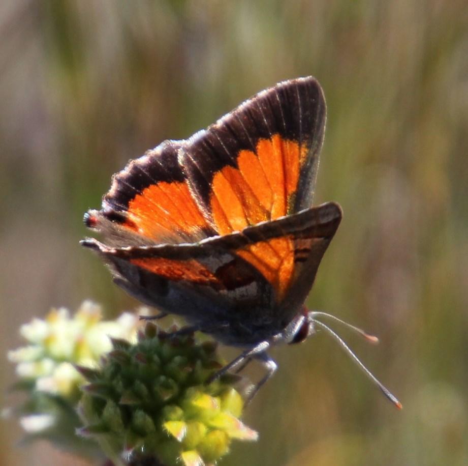 Orange-banded Protea Butterfly