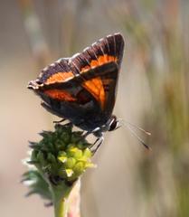 Capys alphaeus alphaeus