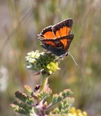 Capys alphaeus alphaeus