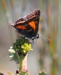 Capys alphaeus alphaeus