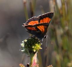 Capys alphaeus alphaeus