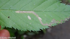Stigmella lemniscella