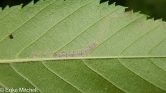 Stigmella lemniscella