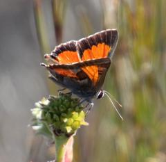 Capys alphaeus alphaeus