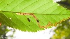 Stigmella lemniscella