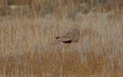 Pternistis swainsonii swainsonii