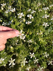 Blumenbachia insignis