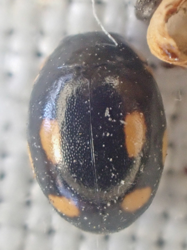 Four-eyed Sigil Lady Beetle photo 5