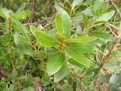 Euclea natalensis angustifolia