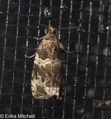 Olethreutes valdanum