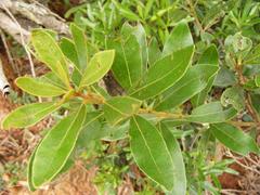 Euclea natalensis angustifolia