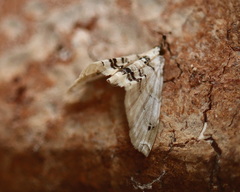 Trichophysetis