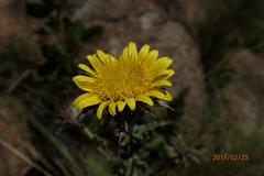 Berkheya maritima