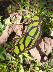 Philaethria wernickei