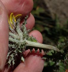 Berkheya maritima