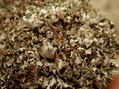Cladonia subcariosa