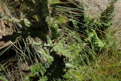 Berkheya maritima