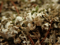 Cladonia subcariosa