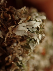 Cladonia subcariosa
