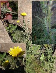Berkheya maritima