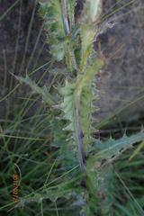 Berkheya maritima
