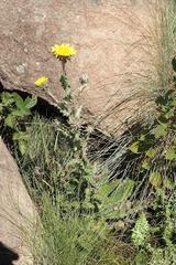 Berkheya maritima