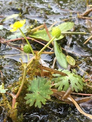 Ranunculus gmelinii purshii