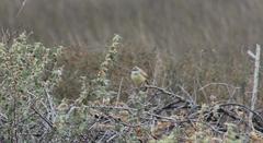 Prinia flavicans