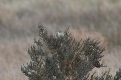 Prinia flavicans