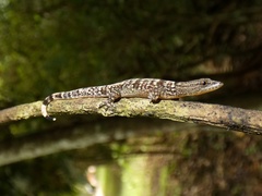 Sphaerodactylus lineolatus