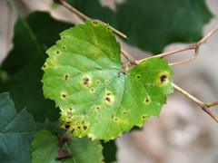 Pseudocercospora vitis