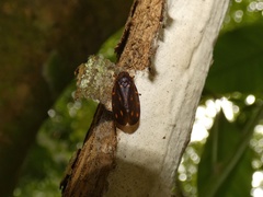 Ocoaxo panamensis
