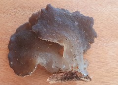 Pseudohydnum totarae