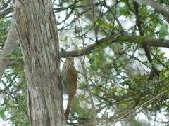 Lepidocolaptes souleyetii