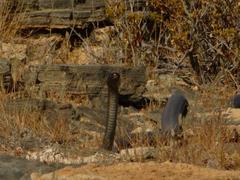 Dendroaspis polylepis