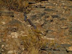 Dendroaspis polylepis