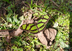 Philaethria wernickei