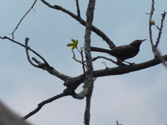 Campylorhynchus