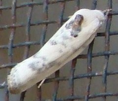 Antaeotricha