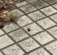 Lycaena phlaeas daimio