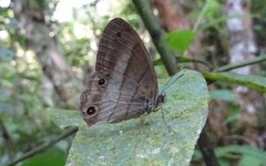 Euptychoides laccine