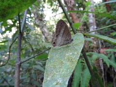 Euptychoides laccine