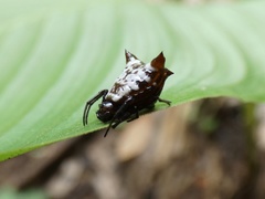 Micrathena saccata